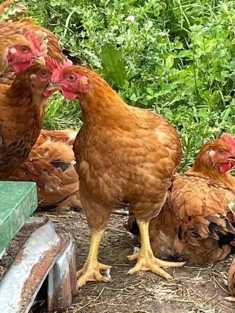 Chicken - Whole Roasters FRESH (Pasture-Raised)